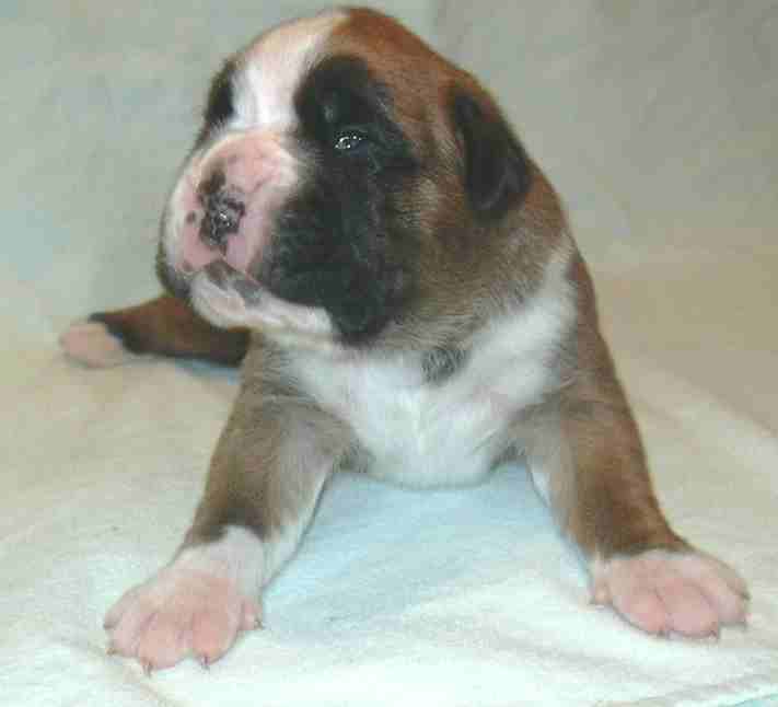 ... Shift+R improves the quality of this image. CTRL+F5 reloads the whole page.