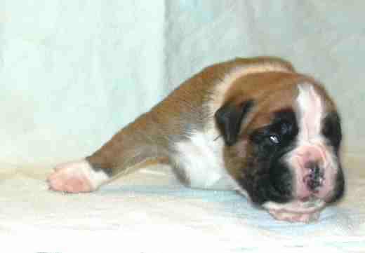 ... Shift+R improves the quality of this image. CTRL+F5 reloads the whole page. undefined