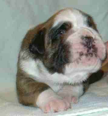 ... Shift+R improves the quality of this image. CTRL+F5 reloads the whole page.