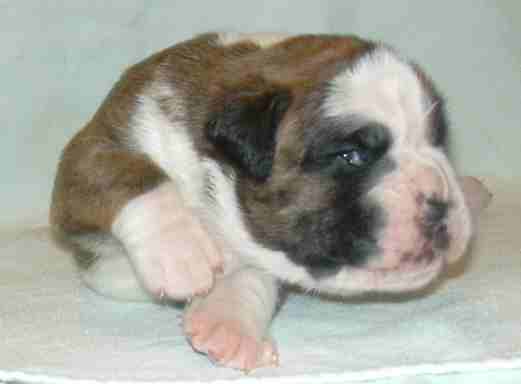 ... Shift+R improves the quality of this image. CTRL+F5 reloads the whole page. undefined