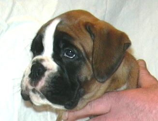 ... Shift+R improves the quality of this image. CTRL+F5 reloads the whole page. undefined