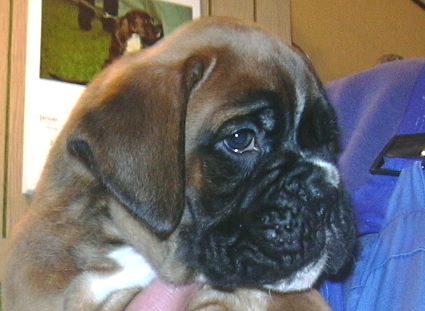 ... Shift+R improves the quality of this image. CTRL+F5 reloads the whole page.